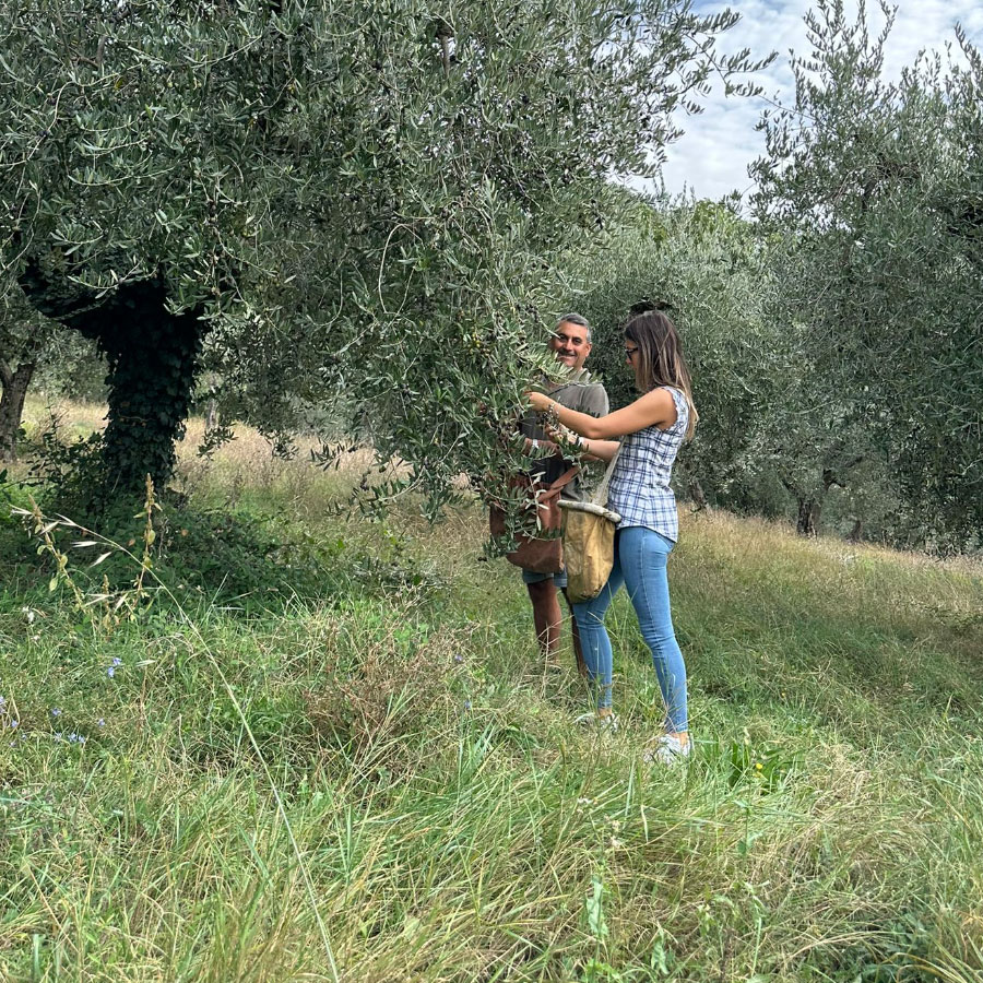 La raccolta manuale delle olive.jpg