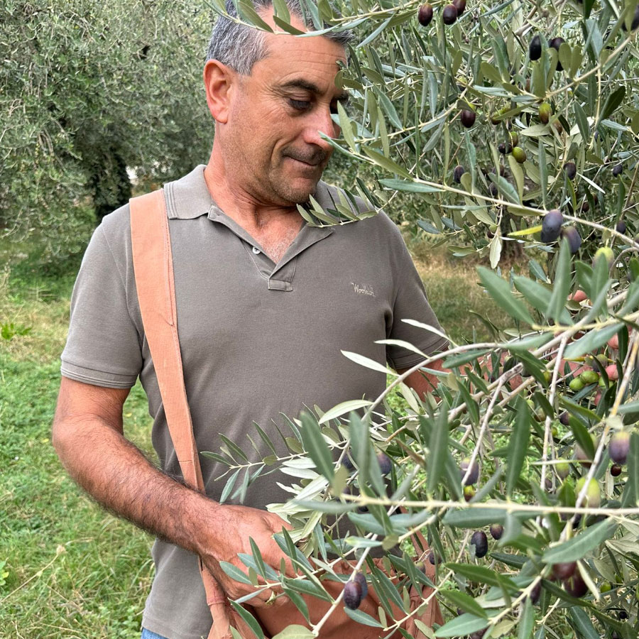 La raccolta manuale delle olive.jpg